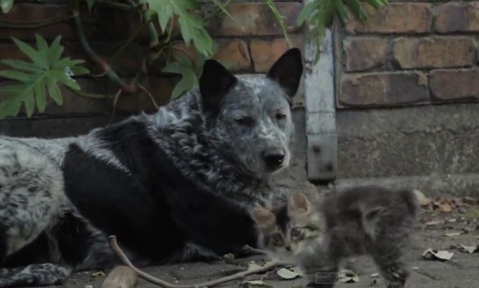 Dog and Kitten