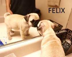 (VIDEO) A Pug Puppy Gets His First Bath. How He Handles It? Cute Factor Alert!