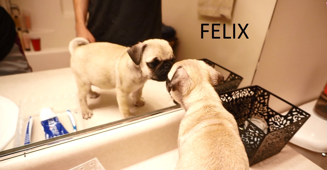 Felix the pug gets his first bath