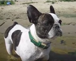 (VIDEO) Sad Frenchie Cries Out for His Dad. What Happens Next? Poor Baby!