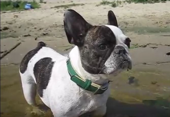 Frenchie In Water