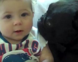 (VIDEO) Dog and Baby Are Cuddling on the Coach. When the Dog Decides to Be Affectionate? SO Adorbs!