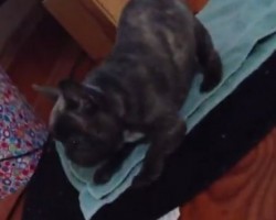 (VIDEO) WARNING: Frenchie Puppy Playing With His Toy Will Steal Your Heart!