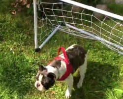 (VIDEO) Think Your Dog Can Play Soccer? Wait Until You See This Frenchie Guard His Goal!