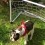 (VIDEO) Think Your Dog Can Play Soccer? Wait Until You See This Frenchie Guard His Goal!