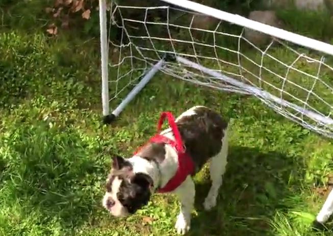 Goal Dog