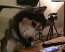 (VIDEO) Husky Wants to be Friends With Siri on an iPhone. What He Does to Introduce Himself? Priceless!