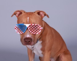 Why it’s Extremely Important Your Dog Has His Tags During This Upcoming 4th of July Holiday