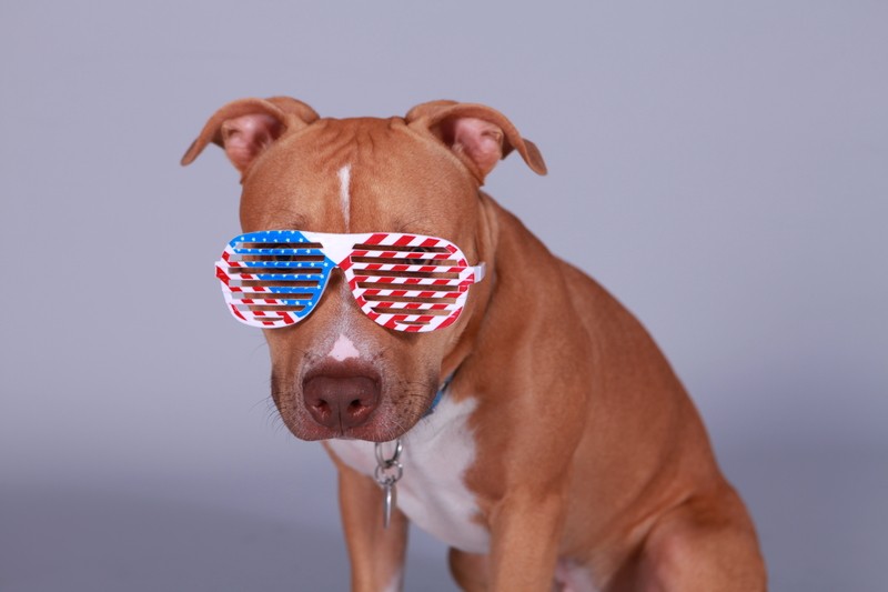 4th of July dog