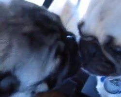 (VIDEO) These Pugs Love to Kiss and Play. Now Watch Their Adorable Moments Unfold!