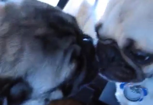 Kissing Pugs