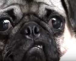 (VIDEO) Max the Pug Sings Us a Song! When You Hear it? Oh My Goodness!