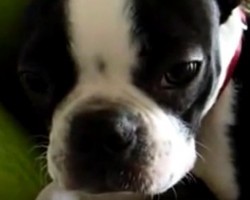 (VIDEO) This Doggie is in BIG Trouble. When You Find Out Why? LOL!