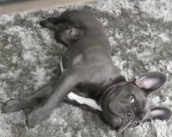(VIDEO) French Bulldog Knows How to Play Dead. Now Watch How He Effortlessly Shows Us His Trick!