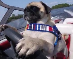 (VIDEO) It’s a Warm Summer Day – Let’s Go Boating With Atom the Pug!