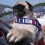 (VIDEO) It’s a Warm Summer Day – Let’s Go Boating With Atom the Pug!