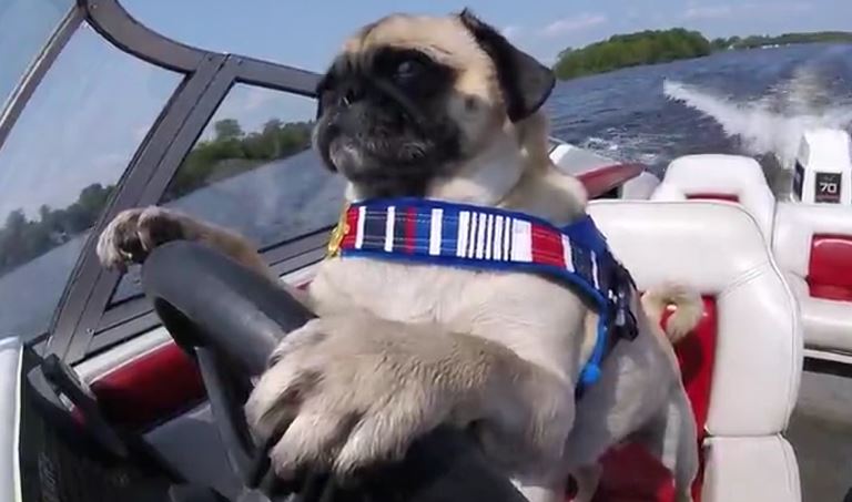 Pug Drives Boat