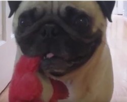 (VIDEO) Selfish Pug Just Isn’t in a Sharing Mood. Now See if He Shares With Another Pug…