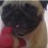 (VIDEO) Selfish Pug Just Isn’t in a Sharing Mood. Now See if He Shares With Another Pug…