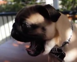 (VIDEO) Watch One Pug Puppy as He Effortlessly Breaks a Yawning Record! LOL!