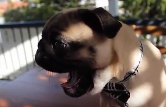 Pug Yawns