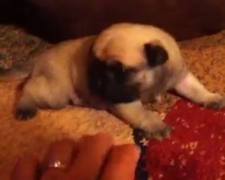(VIDEO) 2-Week-Old Puppy is a Heart Breaker in the Making With His Sweet, Sweet Sounds!
