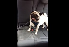 (VIDEO) Listen to This Pug’s Funny Noises. When His Mom Hears Them? Poor Little Guy!