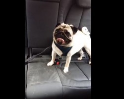 (VIDEO) Listen to This Pug’s Funny Noises. When His Mom Hears Them? Poor Little Guy!