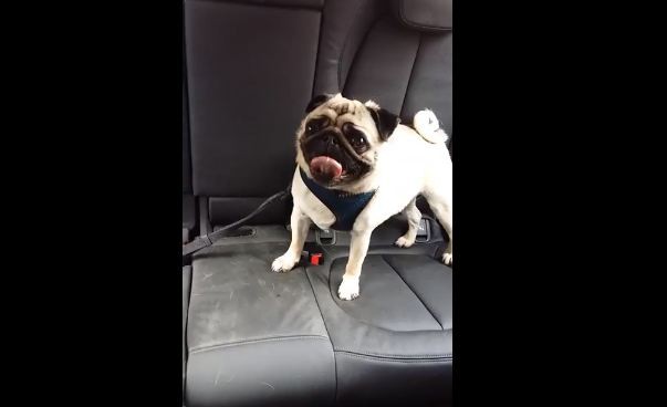 Pug in the backseat