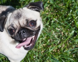 What Ticks Hate Even More Than Chemicals. This Will Surprise You!