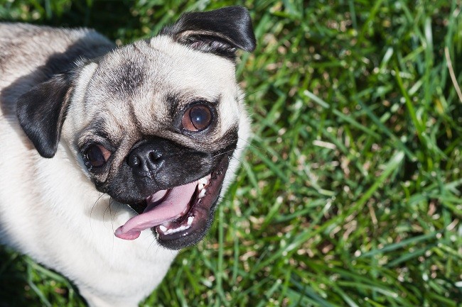 Pug outside in grass