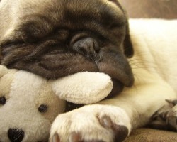 12 Pug Babies That Should be Illegal