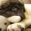 12 Pug Babies That Should be Illegal