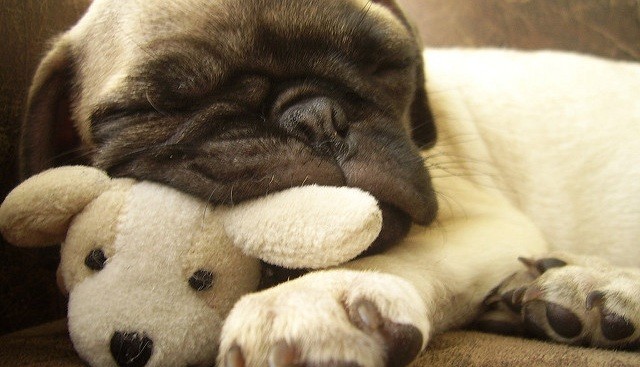 Pug puppy with stuffed animal