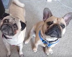 (VIDEO) A Pug and Frenchie Are BFF’s. But When They Want the Same Toy? Oh No, Not Frenemies!
