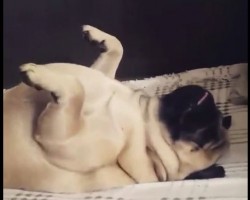 (VIDEO) Get Ready to Crack Up When You See What Hilarious Position This Pug Is Sleeping In! Ha Ha!