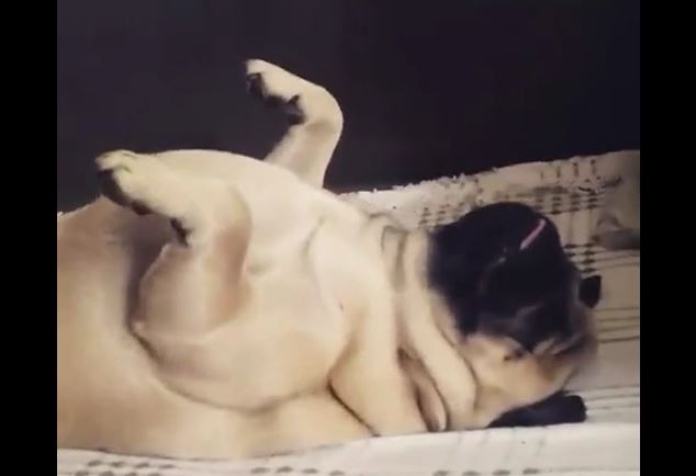 Pug sleeping on his back