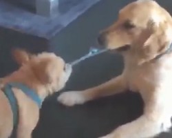 (VIDEO) Overly Confident Frenchie Puppy Thinks He Can Win a Tug-Of-War Battle With a Golden Retriever