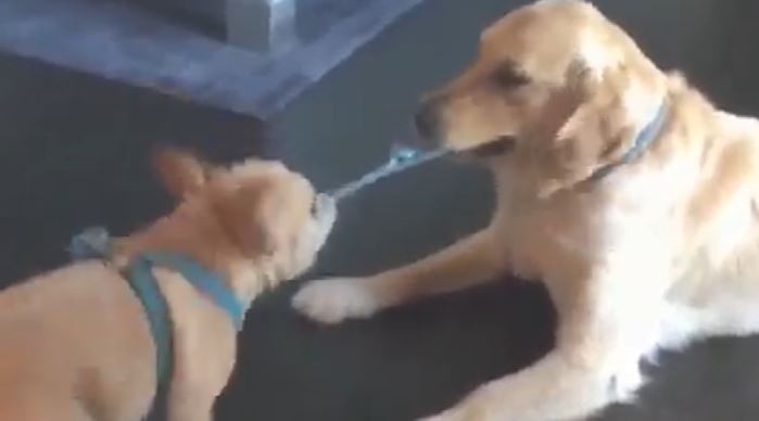 Tug Of War