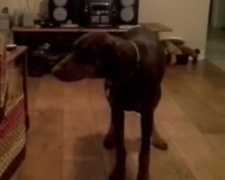 (VIDEO) A Little Boy is Sliding on the Wood Floor. What His Dog Does to Mimic Him? UNBELIEVABLE!