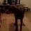 (VIDEO) A Little Boy is Sliding on the Wood Floor. What His Dog Does to Mimic Him? UNBELIEVABLE!