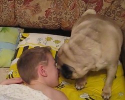 (VIDEO) It’s Time for a Little Boy to Get Up for School. How a Pug Wakes Him Up? Beyond Precious!