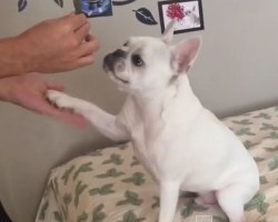 (VIDEO) This Frenchie Just Wants His Treat Already! How Fast He Gives a Paw? Don’t Blink or You’ll Miss It!