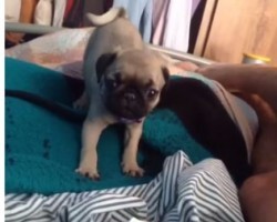 (VIDEO) These Hilarious Pug Vines Will Make You LOL All Day Long! Now Wait Until 3:20 – WOW!