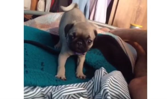 attacking pug puppy