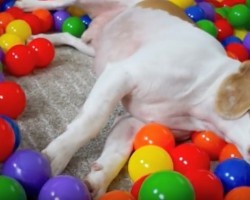(VIDEO) This Doggie Gets a DIY Ball Pit for His Birthday. When You See How it Comes Together? Genius!