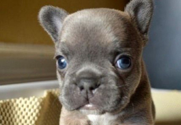 blue eyed french bulldog