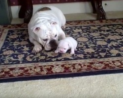 (VIDEO) For Being So Small This Puppy Has a TON of Sass. Watch How He Talks Back to Mom!