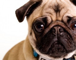 What Does it Mean if Your Doggy Has Eye Boogers?