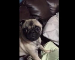 (VIDEO) Silly Pug is Very Suspicious of a… Drink Holder?! LOL!